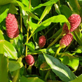 thumbnail image 4 of 2 Awapuhi Shampoo Ginger Roots for Planting, Zingiber Zerumbet Pinecone Ginger Rhizomes, Fresh Ginger Rhizomes to Grow, 4 of 5