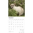 thumbnail image 3 of Siamese Cats | 2026 12x24" (Hanging) Wall Calendar | Plastic-Free | BrownTrout, 3 of 9