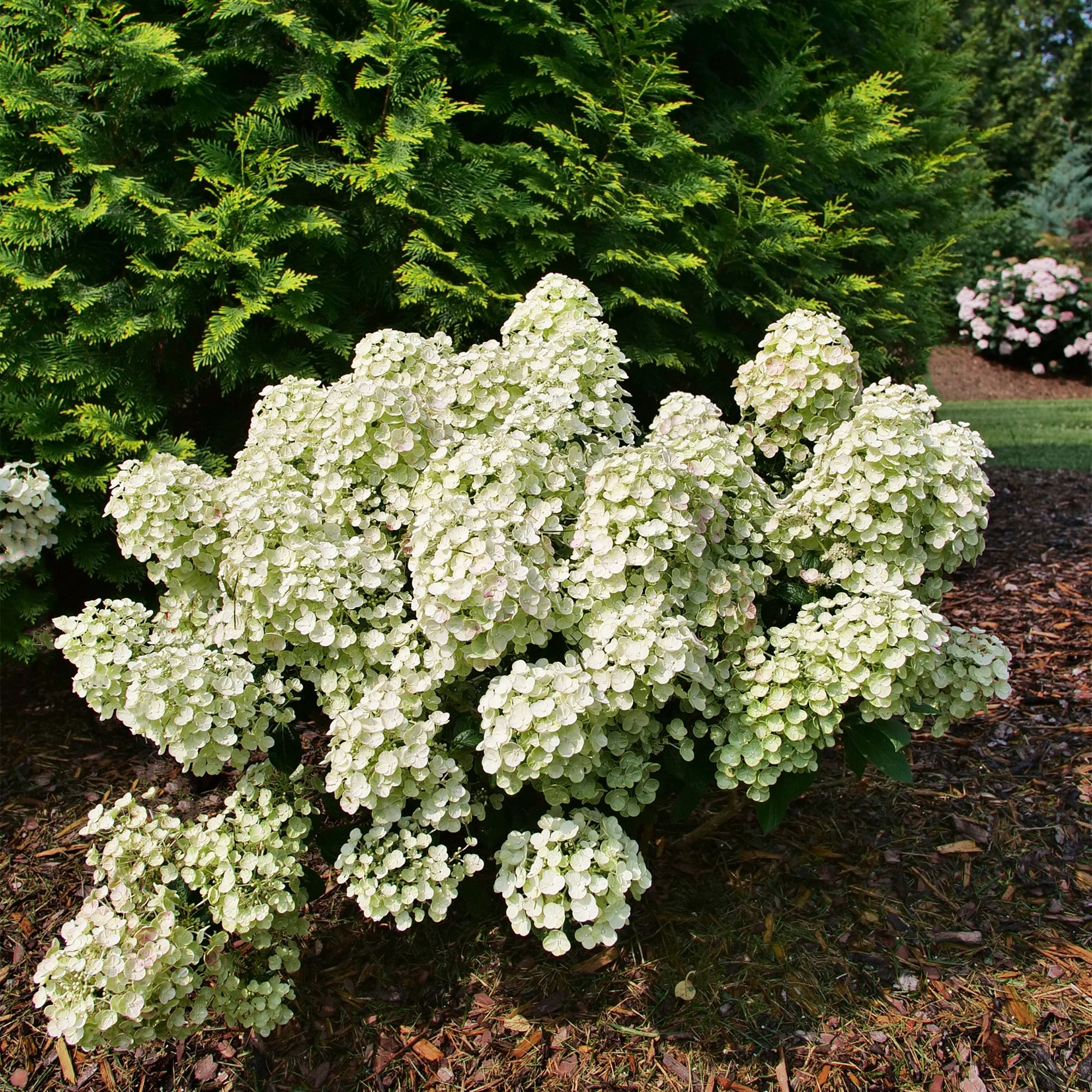 Proven Winners ColorChoice Tiny Quick Fire Hydrangea Live Shrub (2 Gallon)