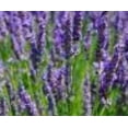 thumbnail image 2 of ORGANIC DEODORANT- LAVENDER FRAGRANCE - FOR MEN - ITEM CODE: 601950412921, 2 of 3