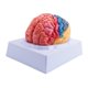 thumbnail image 3 of Human Brain Model Anatomy with Colored and Labeled Regions, 2-Part Human Brain Model Disassembled -, 3 of 5