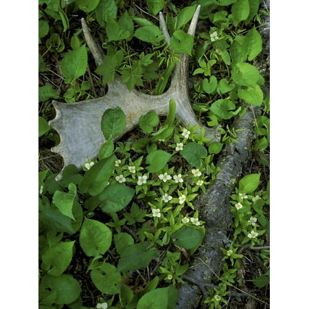 National Parks Issue - Moose Antler in Bunchberry Flowers at Springtime, Isle Royale National Park, Michigan, USA Print Wall Art By Mark Carlson