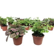 Mini Terrarium Plants (2 Plants) Fairy Garden Plants (Assorted Varieties) (2" Pots)