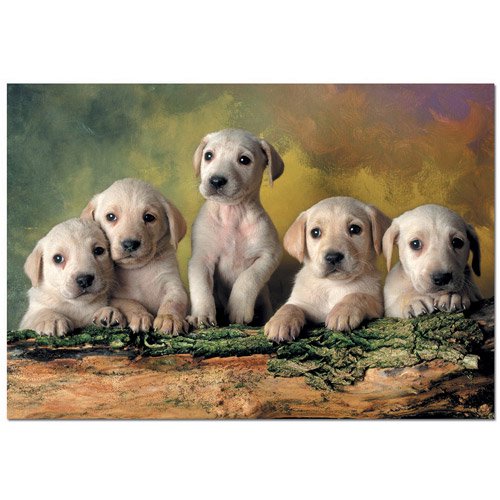 Educa Labrador Retrievers Jigsaw Puzzle, 500 Pieces