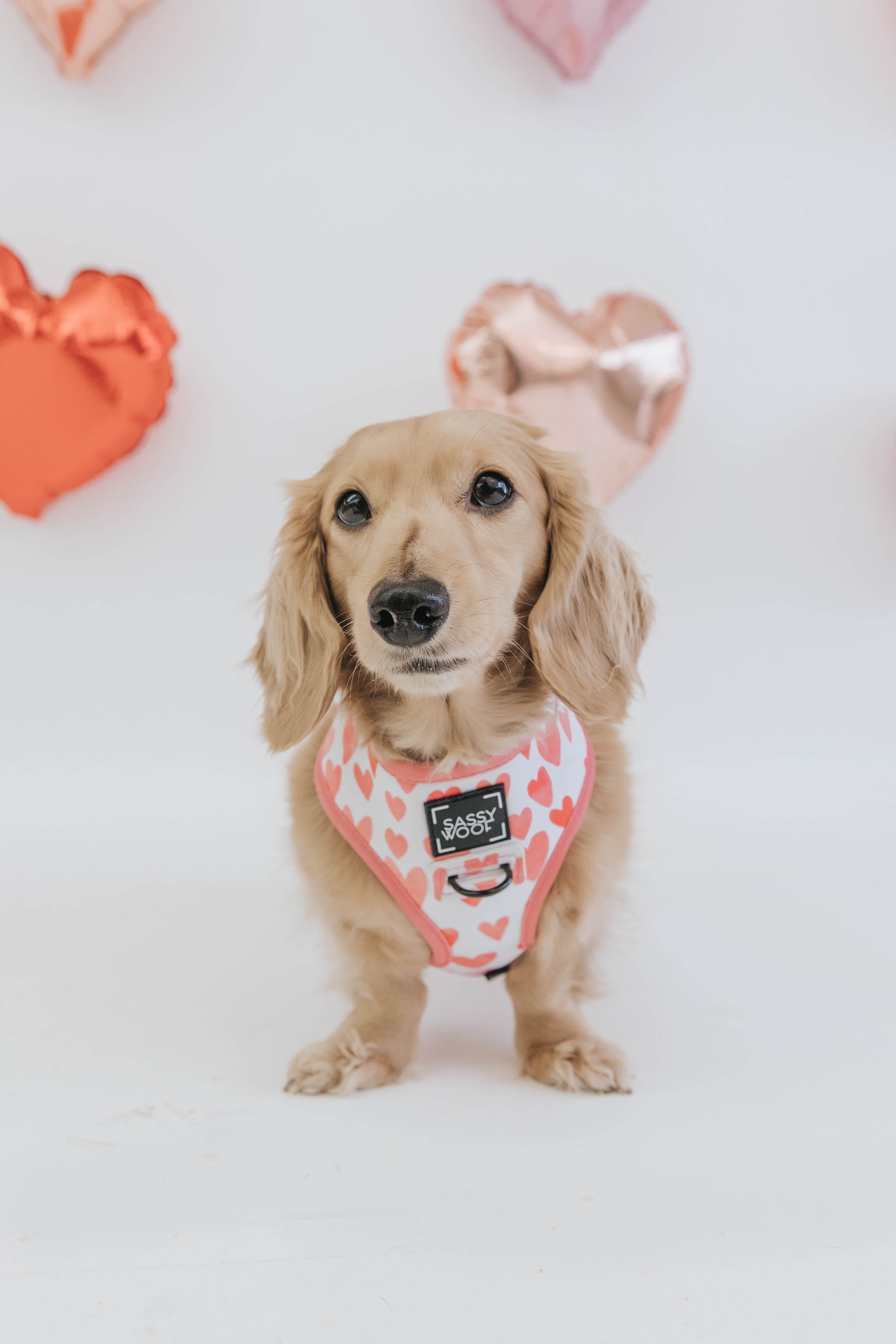 Dolce Rose Dog Reversible Harness - Extra Small