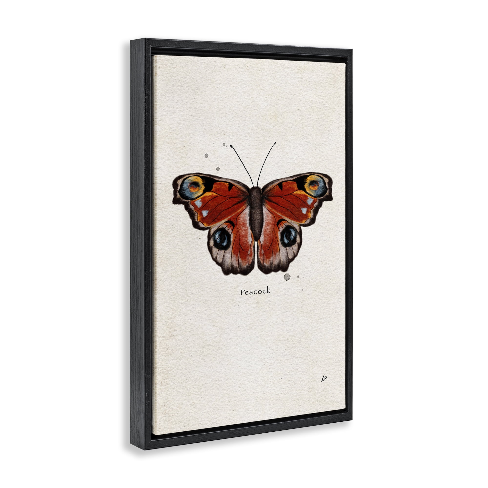 Stupell Industries Peacock Butterfly Study Insects Painting Black Floater Framed Canvas Art Print Wall Art, 21 x 31