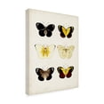 thumbnail image 2 of Vision Studio 'VIntage Butterflies I' Canvas Art, 2 of 3