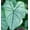 Candidum, variant on CZ Grain Fancy Caladium Plant Bulbs (2 Count), Fast Growing