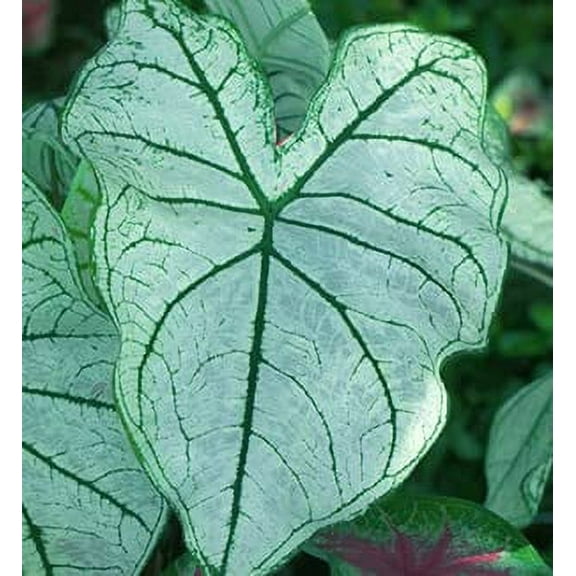 CZ Grain Caladium Plant Bulbs (2 Count), Fast Growing Indoor or Outdoor Plants