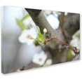 thumbnail image 2 of Trademark Fine Art "Before Bloom" Canvas Art by Monica Mize, 2 of 6