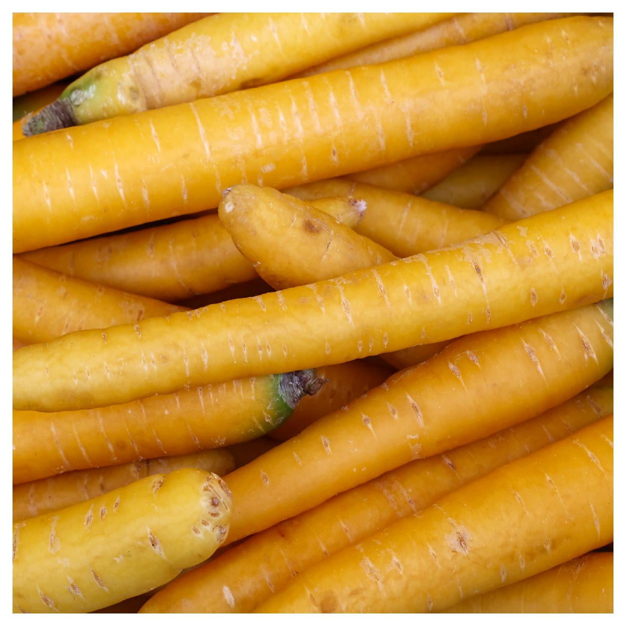 ★87MM★ Mmlg BEACH FAV HFT WILD CARROT Everwilde Farms - 1 lb Solar Yellow Carrot Seeds (Treated