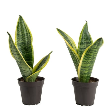 Costa Farms 6-8" Tall Snake Plant, Bright Indirect Sunlight, Indoor Live House Plants, Grow Pot 2-Pk