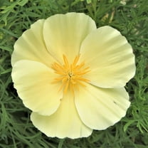 Poppy Flower Seeds for Planting - Rare Strains (50 Seeds per Packet (Alba)
