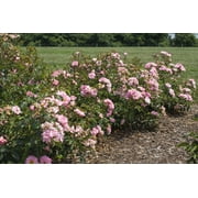Blushing Drift® Rose