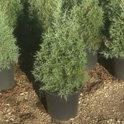Expert Gardener 2.5qt Cypress