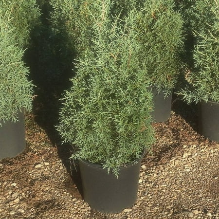 Expert Gardener 2.5qt Cypress