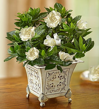 Grand gardenia plant care Information