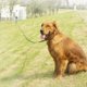 thumbnail image 5 of Nylon imitation dog leash, comfortable padded handle, thick leash for small and large dogs, 6/15/23/33 Ref: 1187, 5 of 5