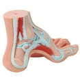 thumbnail image 3 of Axis Scientific Anatomy Model of Human Foot | Podiatry Model is a Set of 3 Human Feet | Foot Model Shows the Common Foot Conditions Flat Foot, Normal Foot and a High Arch, 3 of 8