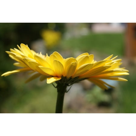 - Peel-n-Stick Poster of Daisies Plant Gerbera Spring Flower Bloom Daisy Poster 24x16 Adhesive Sticker Poster Print