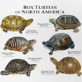 thumbnail image 2 of CafePress - Box Turtles Of North America - Adjustable Unisex Printed Trucker Hat with Mesh Back, 2 of 8