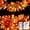Orange Leaves, variant on 2pack Fall Garland with Lights Battery Operated, 10 LED Lighted Orange Fall Leaf Garland, Fairy String Lights for Thanksgiving Decor, Table, Mantle, Office, Porch, Halloween, Home Decoration,Orange