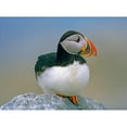 thumbnail image 3 of Fitzharris, Tim 24x19 Black Modern Framed Museum Art Print Titled - Atlantic Puffin III, 3 of 5