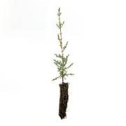 Italian Cypress | Small Tree Seedling | The Jonsteen Company