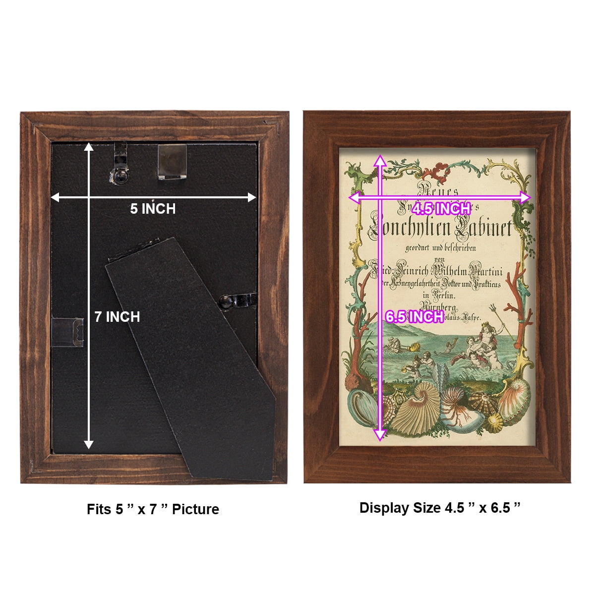 Cabinet of Conchology -Framed Print w/glass-Chestnut