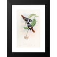 thumbnail image 2 of John Gould 11x14 Black Modern Framed Museum Art Print Titled - Steere's Broadbill (1850-1883), 2 of 5