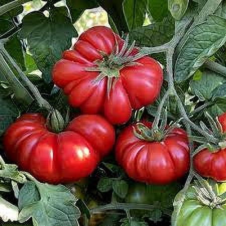 The Ultimate Tomato Garden Kit: A Symphony of Flavors