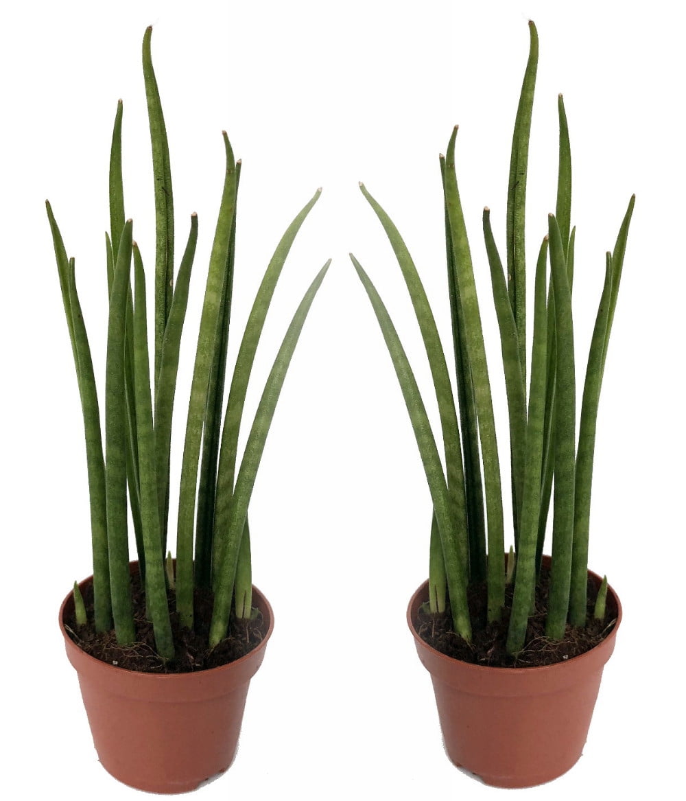 Rocket Snake Plant Easy to Grow Succulent 2 Plants/2