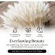 thumbnail image 3 of Pampas Grass 17 pulgadas Bunny Tails Pampas Grass decoración boho Pampas Grass decoración para bodas, 3 of 7
