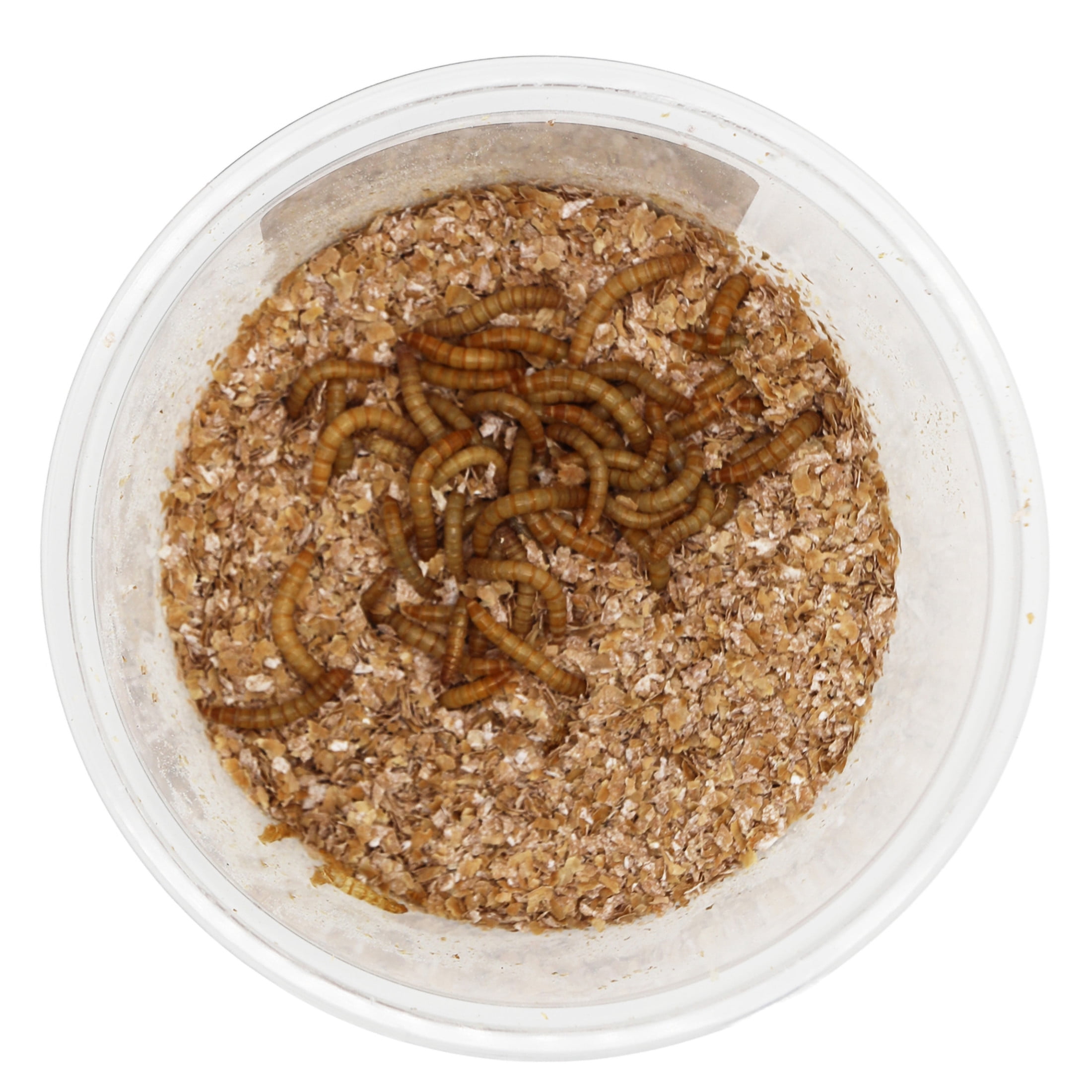 ReptiCulture Mealworm 250 ct