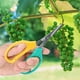 thumbnail image 5 of Tijeras para Bonsái ANGGREK mango de PVC Tijeras para Ramas de Frutas en maceta, 5 of 7