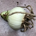 thumbnail image 4 of Amaryllis-Artificial Herbs Home Decoration- Bulbs Planting Bulbs Ornamental Hard, 4 of 4