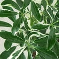 thumbnail image 3 of Schefflera Moonlight Live Plant for Indoor | Different Houseplants in 3'' Pot | Real House Plant for Living Room, Office, Desk & Bathroom | Dwarf Umbrella Tree, 3 of 5
