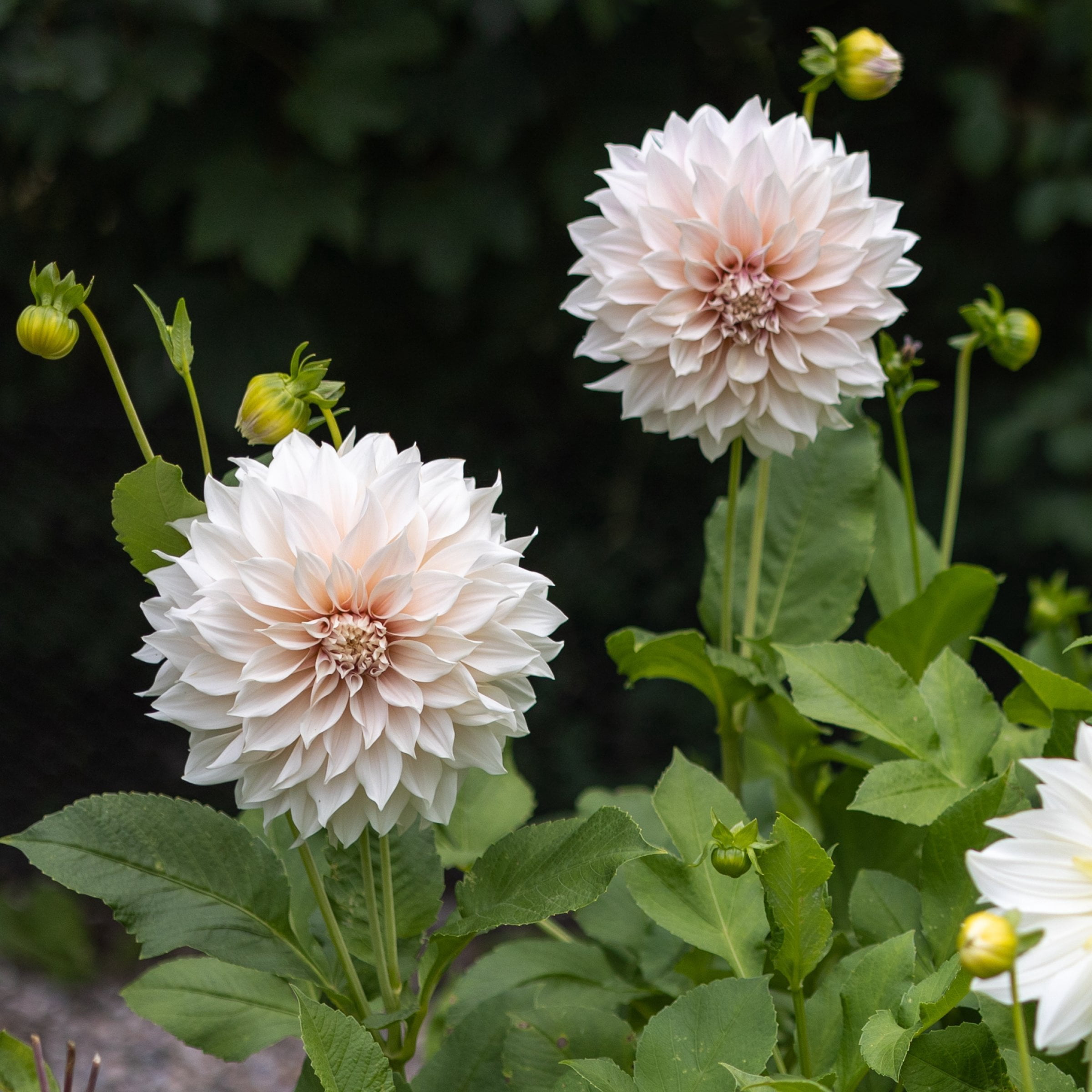 National Plant Network Dahlia Cafe Au Lait Bulbs (3-Pack)