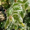 thumbnail image 3 of Expert Gardener 4-5' Dogwood Summer Fun in 1 gal. Grower Pot, 3 of 6