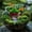 Color A, variant on Miniature Japanese Zen Garden Bridge Pavilion Rockery Decorative Set Bonsai Terrarium Tabletop Ornament Sculpture Statue Accessories Color C 3.1x2x3.4cm
