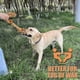 thumbnail image 2 of Squeaky Plush Dog Toy for Boredom, No Stuffed Deer Soft Dog Toy Puppy Toys for Small Medium Large Dogs, 2 of 4