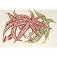 thumbnail image 2 of Charles Antoine Lemaire 18x13 Gold Ornate Wood Frame and Double Matted Museum Art Print Titled - Pteris Aspericaulis (Var. Tricolor) (1854-1896), 2 of 4