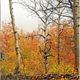 thumbnail image 3 of CafePress - Misty Aspens Long Sleeve T Shirt - Unisex Cotton Long Sleeve T-Shirt, 3 of 4
