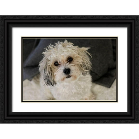 McRoberts, Julien 24x17 Black Ornate Wood Framed with Double Matting Museum Art Print Titled - Cute white dog-terrier