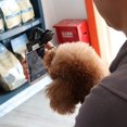 thumbnail image 3 of Pet Supplies Selfie Artifact Pet Toy Camera Lens Mobile Phone Clip, 3 of 5