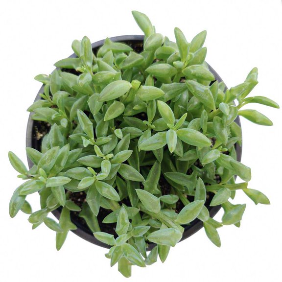 String of Dolphins (Senecio Peregrinus) Great Hanging Indoor Succulent, Live Easy Care House Plant - 6 inch size