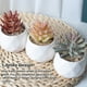 thumbnail image 3 of Moyic Bonsái de simulación suculenta Artificial, paisaje de flores falsas para sala de estar, hogar, jardín, oficina, suministros de Type3 NO3, 3 of 6