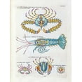 thumbnail image 2 of Renard, Louis 15x18 Black Ornate Wood Framed with Double Matting Museum Art Print Titled - Crabbe- Scorpion, 2 of 4