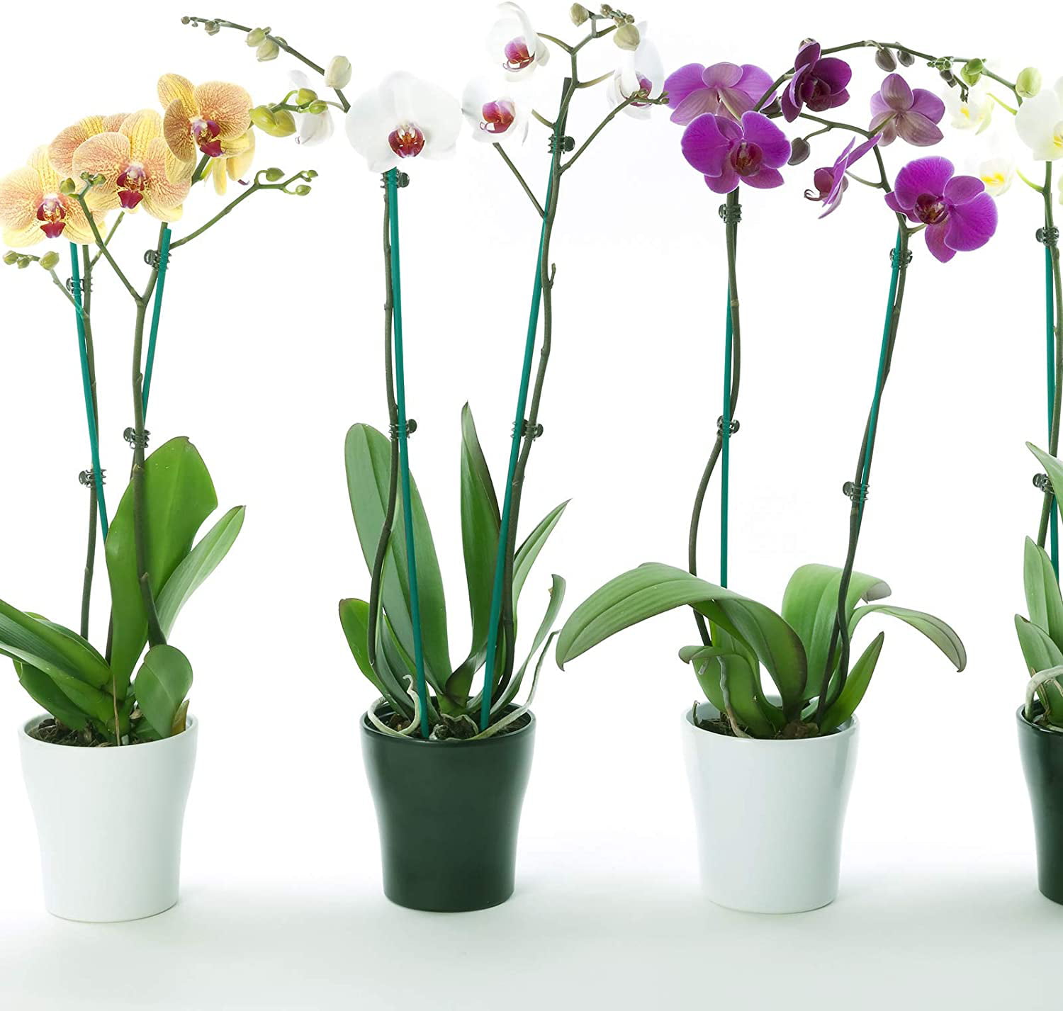 30 Pcs Plant Plastic Clips Garden Flower Vines Orchid Stems Stalks Grow Upright 