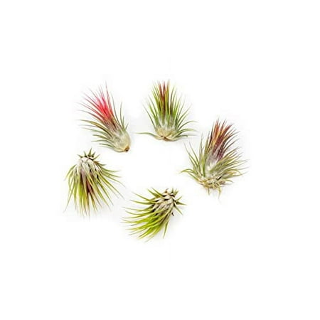 Ionantha Guatemala Air Plants - Choose Your Custom Quantity - Live Tillandsia - Easy Care House Plants - 30 Day Guarantee